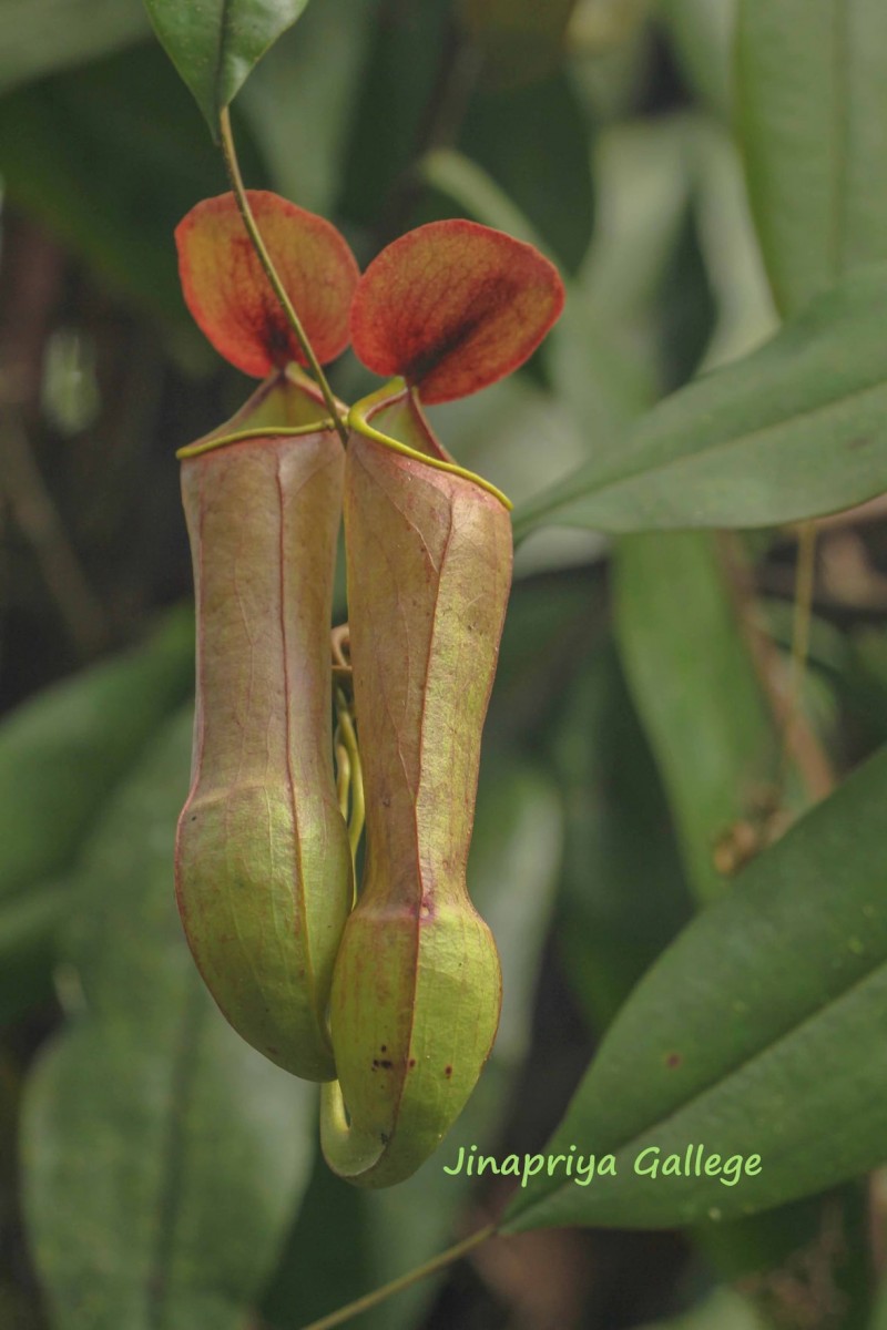 Nepenthes distillatoria L.